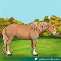 Horse Color:Chestnut Splash 