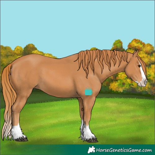 Horse Color:Chestnut Splash 