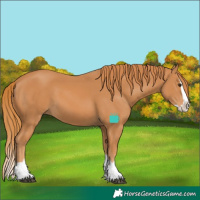 Horse Color:Chestnut Splash 