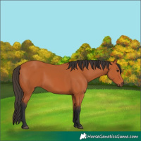 Horse Color:Bay 