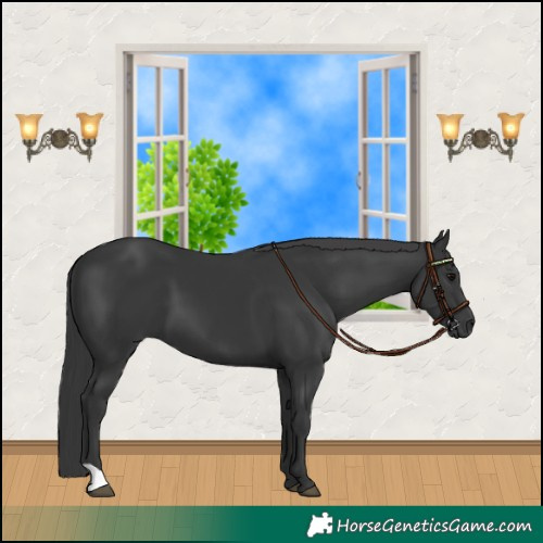 Horse Color:Black 