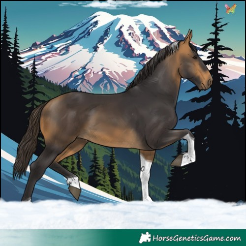 Horse Color:Buckskin Tobiano