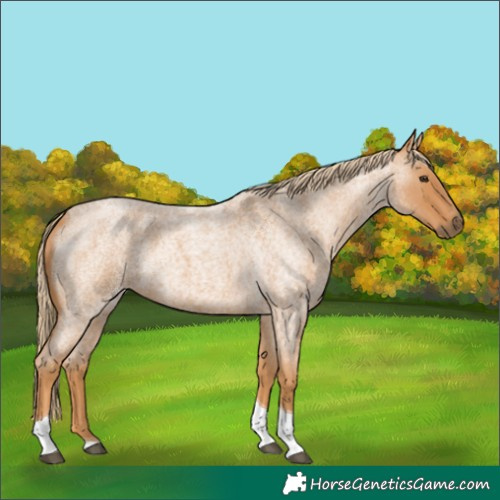 Horse Color:Red Roan Tobiano 
