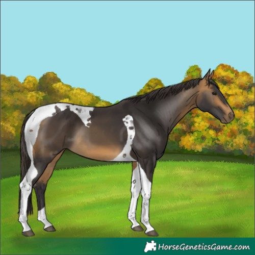 Horse Color:Buckskin Tobiano