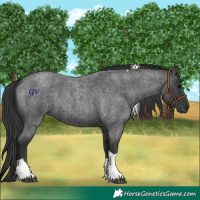 Horse Color:Blue Roan Tobiano 