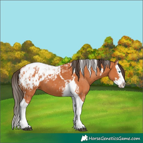 Horse Color:Unknown 