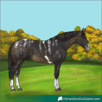 Horse Color:Powder White Buckskin Tobiano