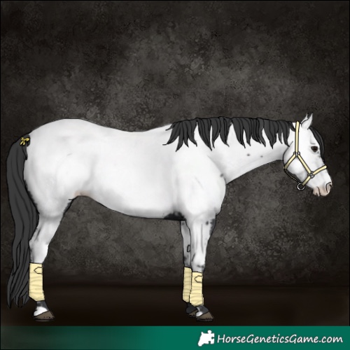 Horse Color:Black Near Fewspot 