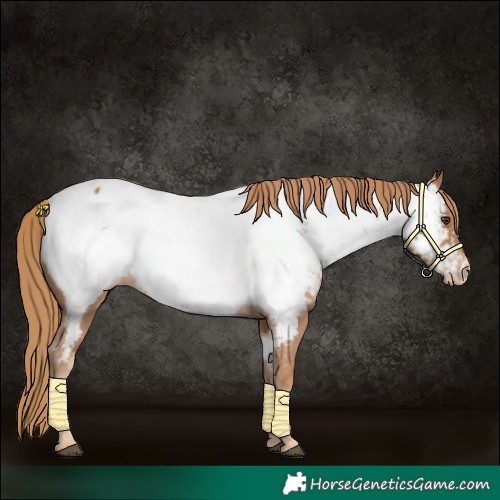 Horse Color:Chestnut Near Fewspot
