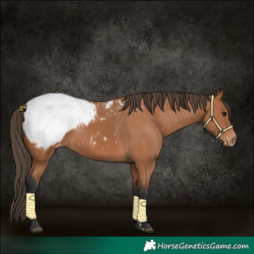 Horse Color:Bay Snowcap