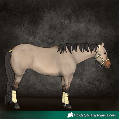 Horse Color:Bay Dun 