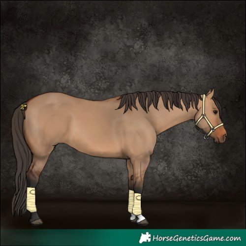 Horse Color:Bay Dun