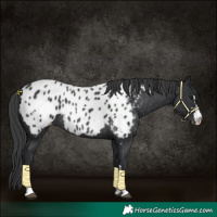 Horse Color:Black Appaloosa Rabicano 