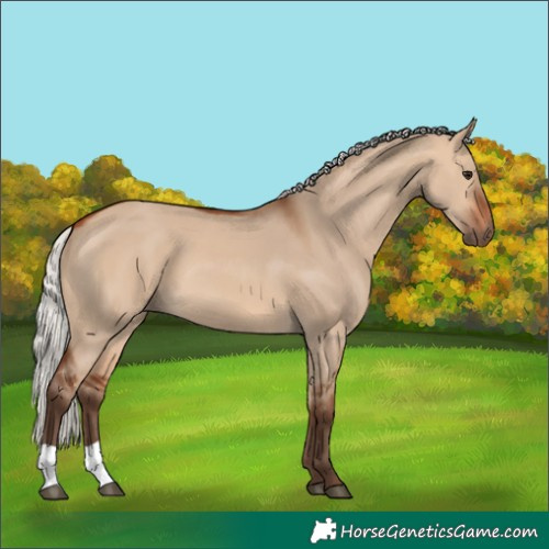 Horse Color:Silver Bay Dun 