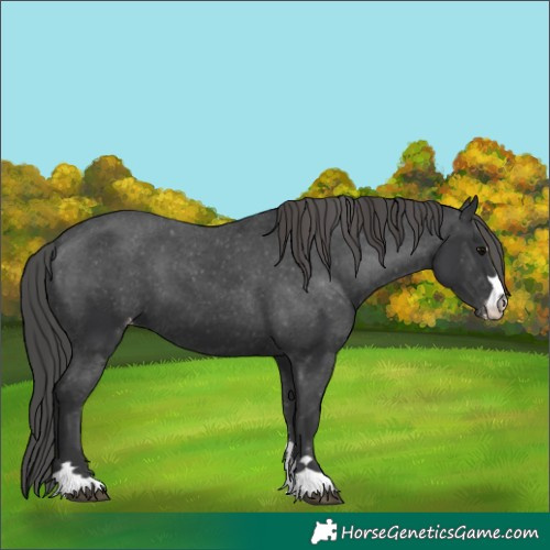 Horse Color:Unknown 