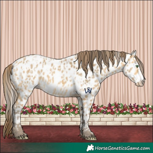 Horse Color:Amber Cream Champagne Appaloosa  and Amber Cream Champagne Frame Appaloosa 