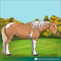 Horse Color:Chestnut Tobiano