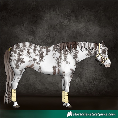 Horse Color:Liver Chestnut Sabino 