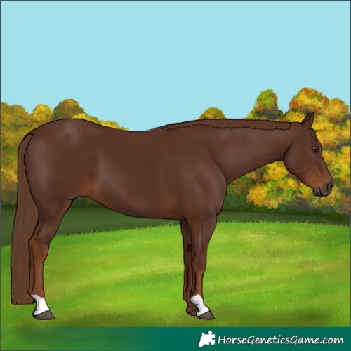 Horse Color:Gray Chestnut 