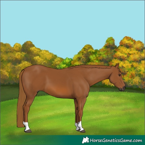 Horse Color:Gray Chestnut 