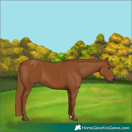 Horse Color:Gray Chestnut 