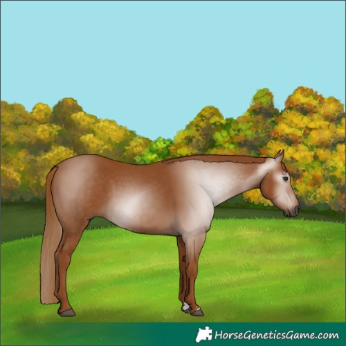 Horse Color:Gray Chestnut 