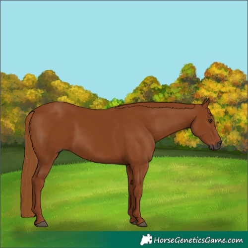 Horse Color:Gray Chestnut 