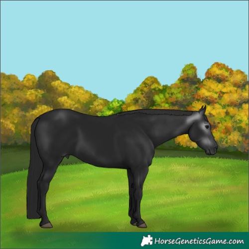 Horse Color:Gray Black 