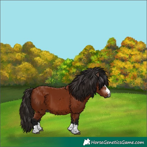 Horse Color:Gray Bay 