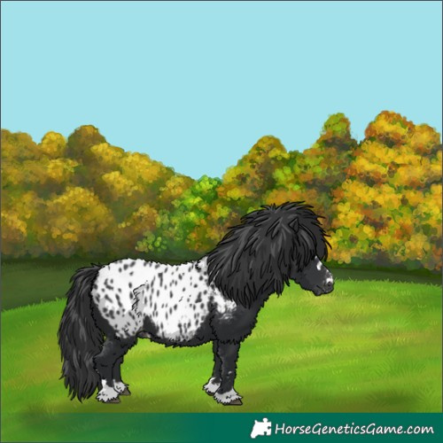 Horse Color:Black Appaloosa 