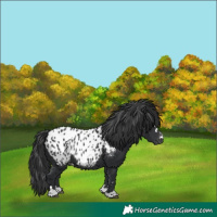 Horse Color:Black Appaloosa