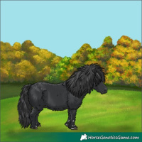 Horse Color:Black 