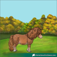 Horse Color:Chestnut Varnish 