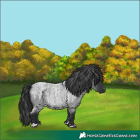 Horse Color:Blue Roan 
