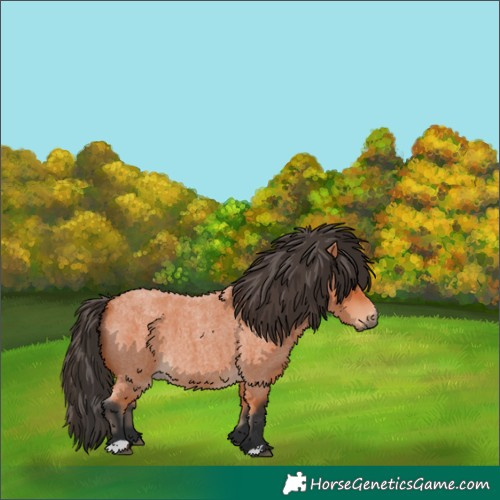 Horse Color:Bay Roan 