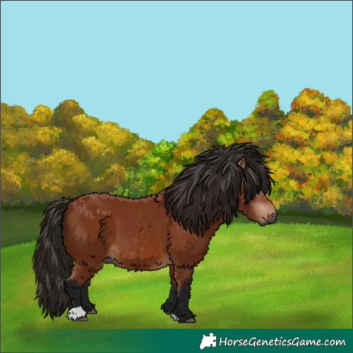 Horse Color:Gray Bay