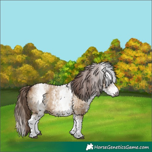 Horse Color:Gray White Spotted Red Dun Rabicano  and Gray White Spotted Red Dun Splash Rabicano 