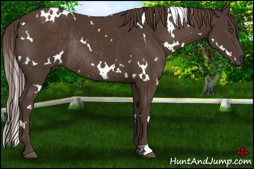 Horse Color:White Spotted Liver Chestnut Rabicano 