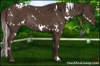 Horse Color:White Spotted Liver Chestnut Rabicano 