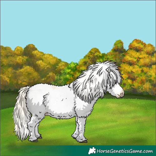Horse Color:White Spotted Palomino Dun Frame Rabicano  and White Spotted Palomino Dun Splash Frame Rabicano 