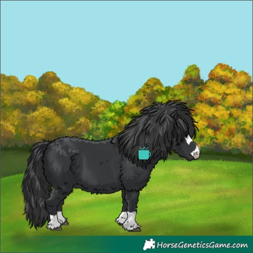 Horse Color:Black 