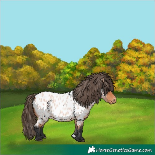 Horse Color:Bay Roan Appaloosa