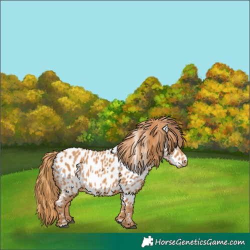 Horse Color:Chestnut Appaloosa 