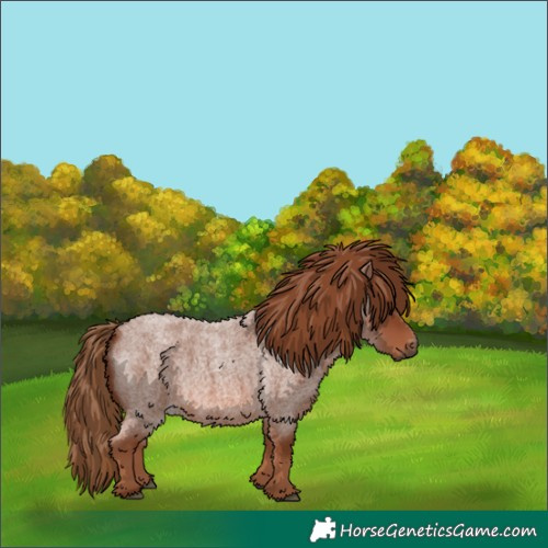 Horse Color:Red Roan 