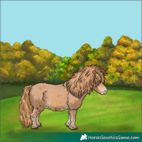 Horse Color:Chestnut Varnish