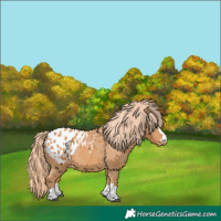 Horse Color:Chestnut Appaloosa