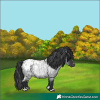 Horse Color:Blue Roan Appaloosa 