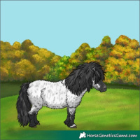 Horse Color:Blue Roan Near Leopard