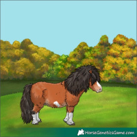Horse Color:Bay Splash Frame