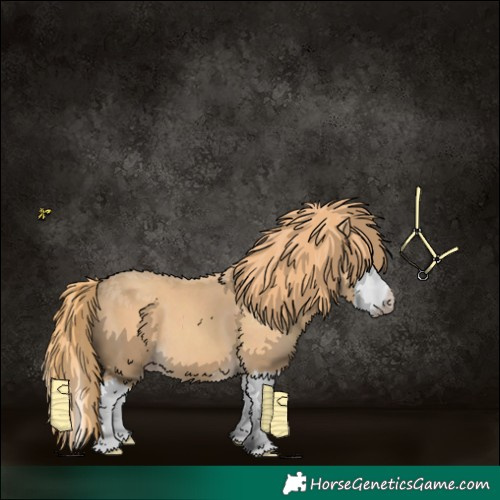 Horse Color:Gold Champagne Splash 